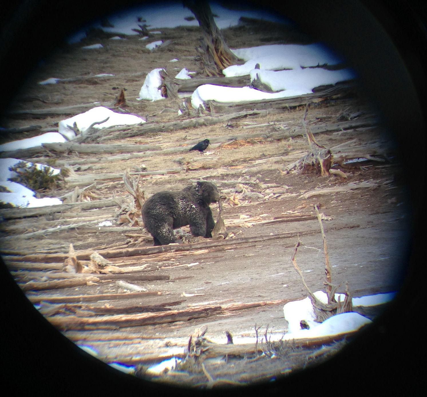 Grizzly bear seen through a spotting scope across the river from Mud Volcano